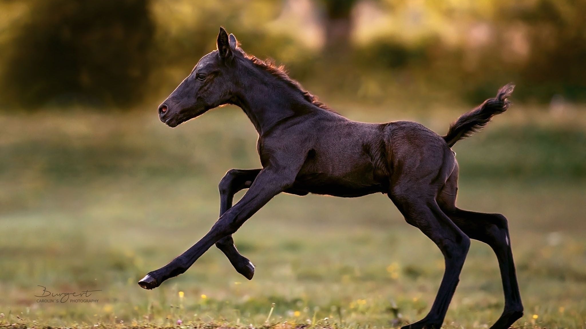 Ernährung in der Pferdezucht: Mängeln vorbeugen