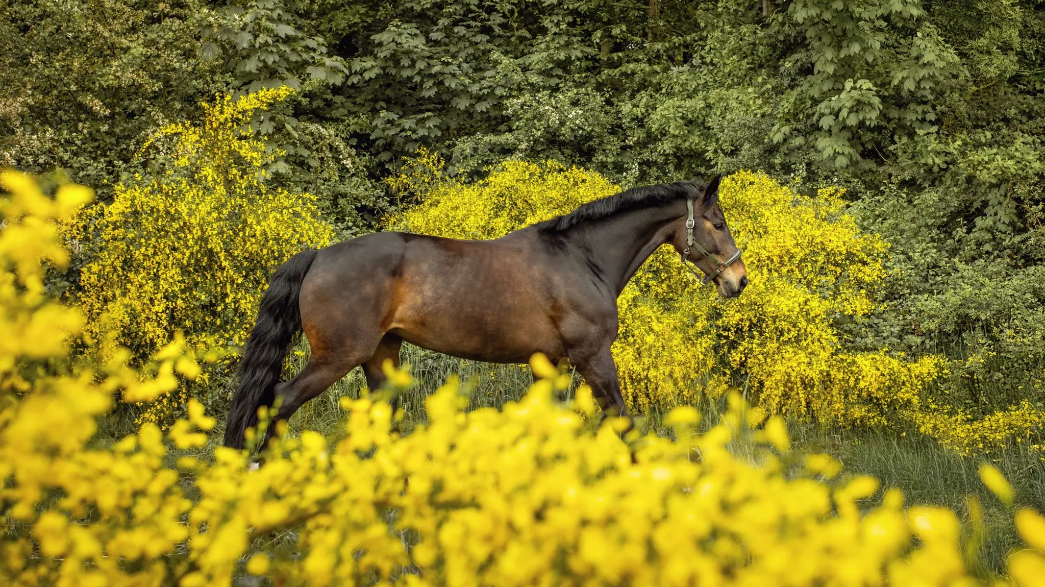 Muskelaufbau beim Pferd: Wie Training, Regeneration und Aminosäuren zusammenspielen