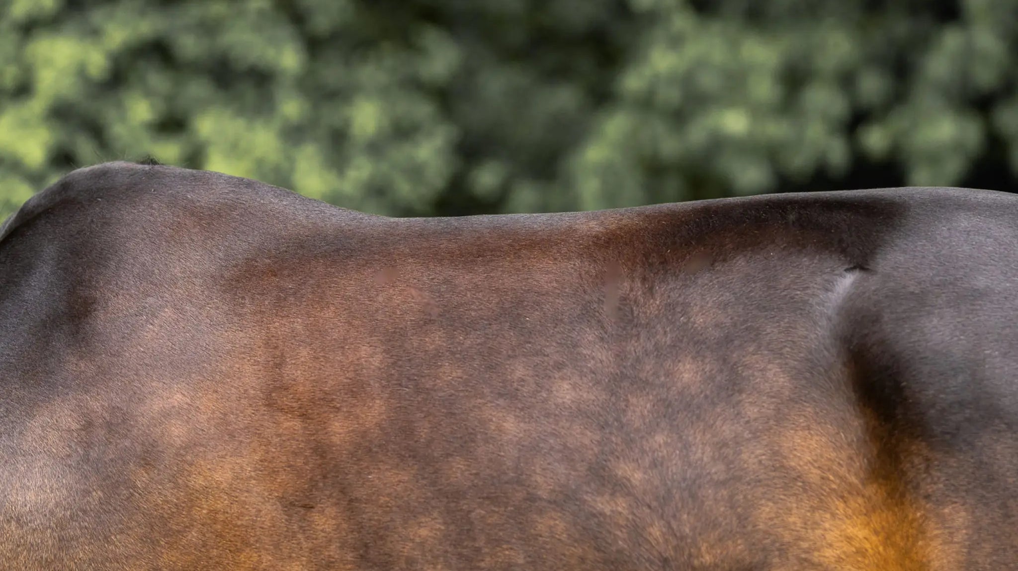 Fellwechsel beim Pferd: So wirken Aminosäuren als echter Booster