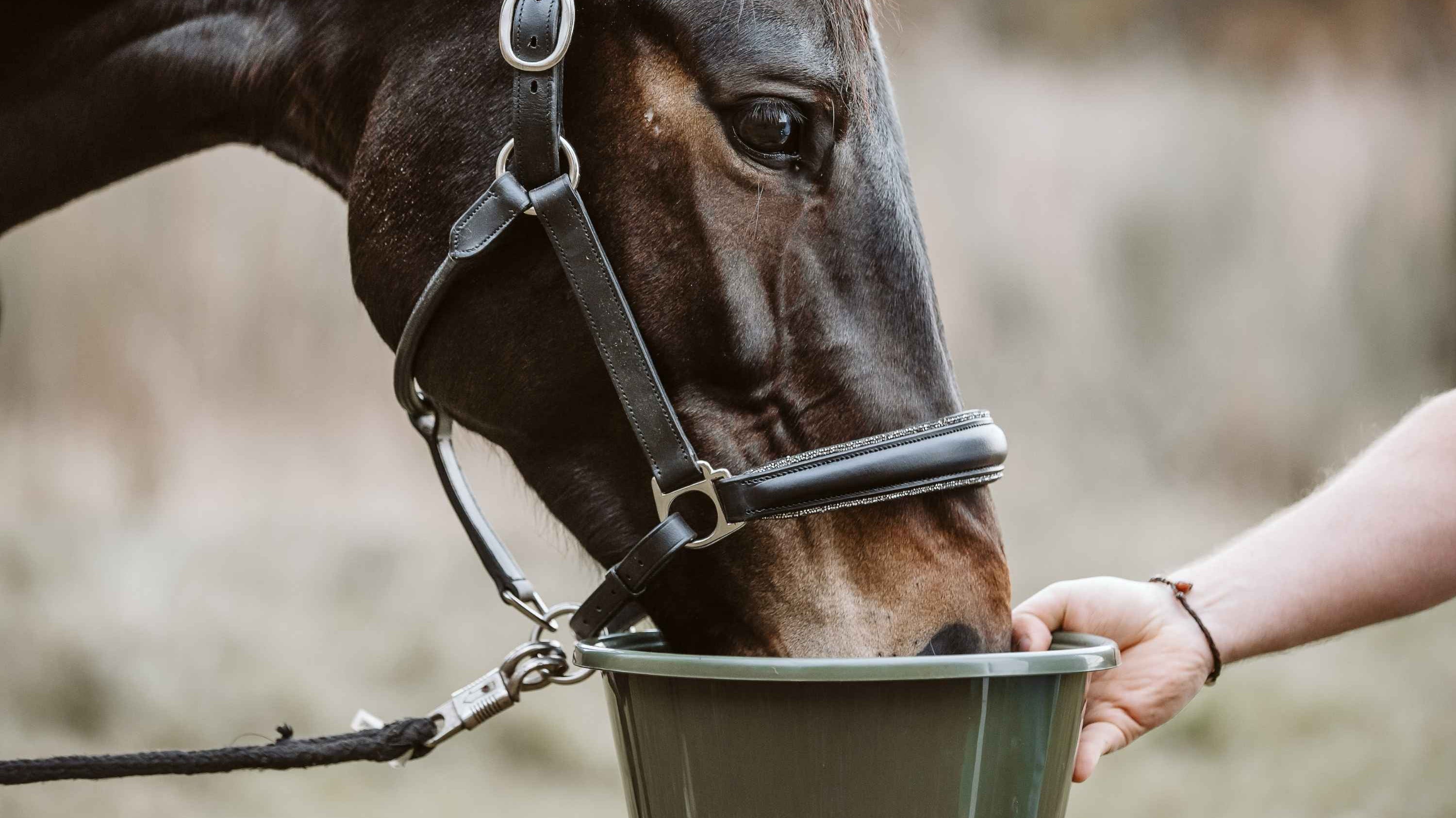 Bekommt mein Pferd genug Aminosäuren?