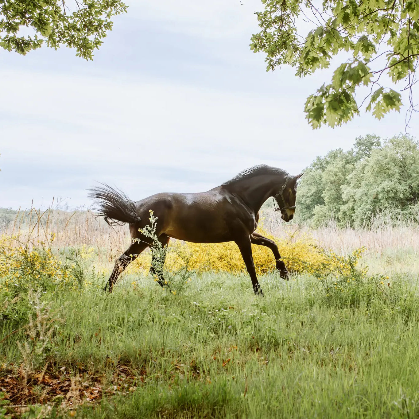 Gesundes Pferd in Bewegung