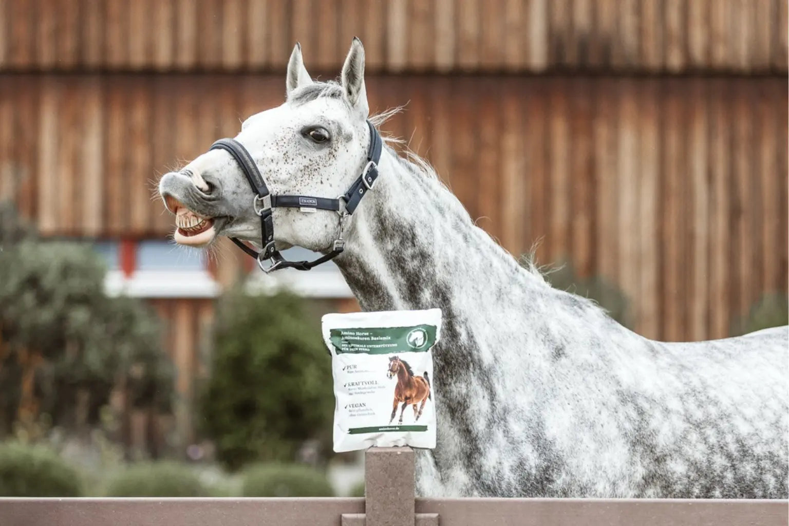 Lachendes Pferd vor Aminosaeuren Basismix