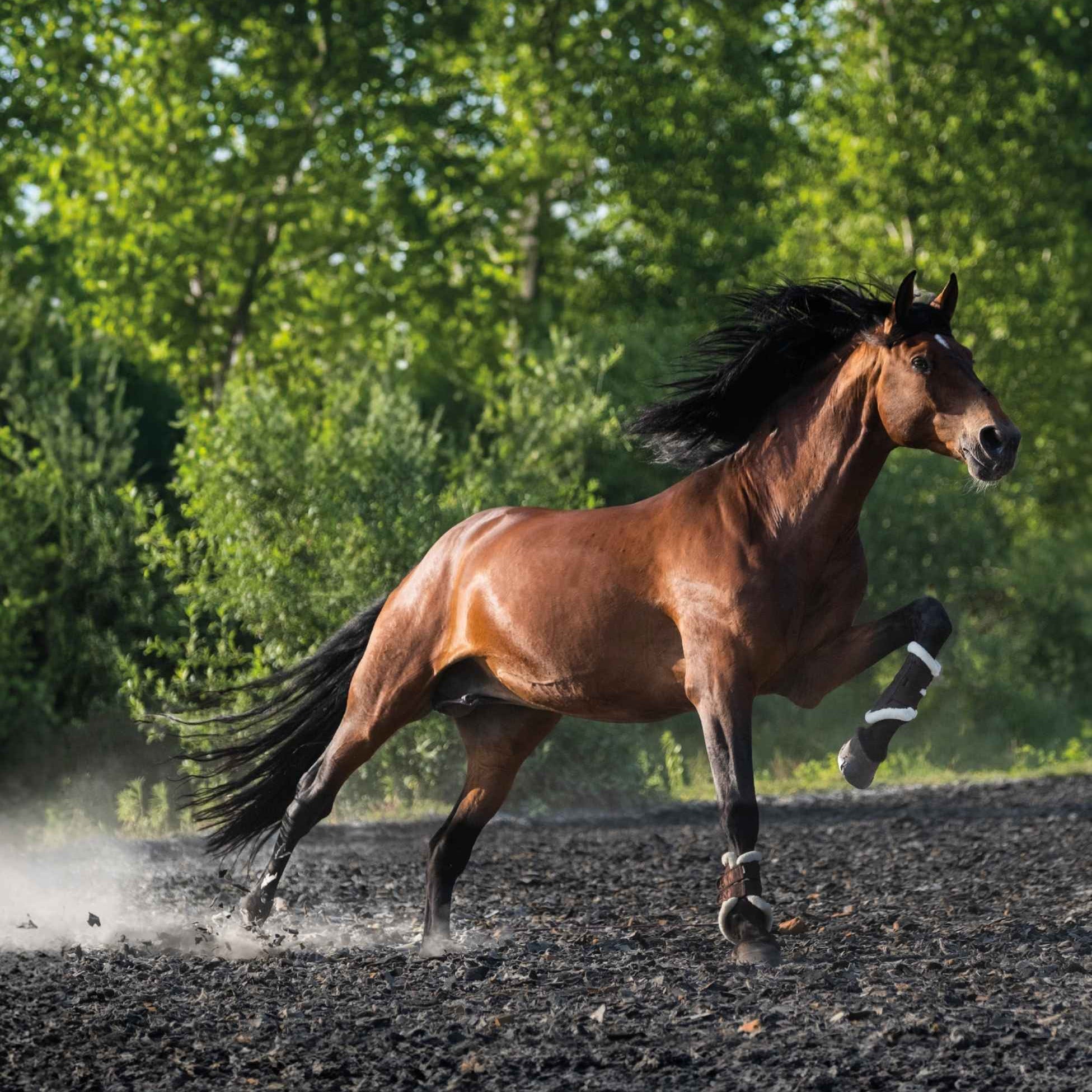 Gesundes Pferd in sportlicher Bewegung in Natur