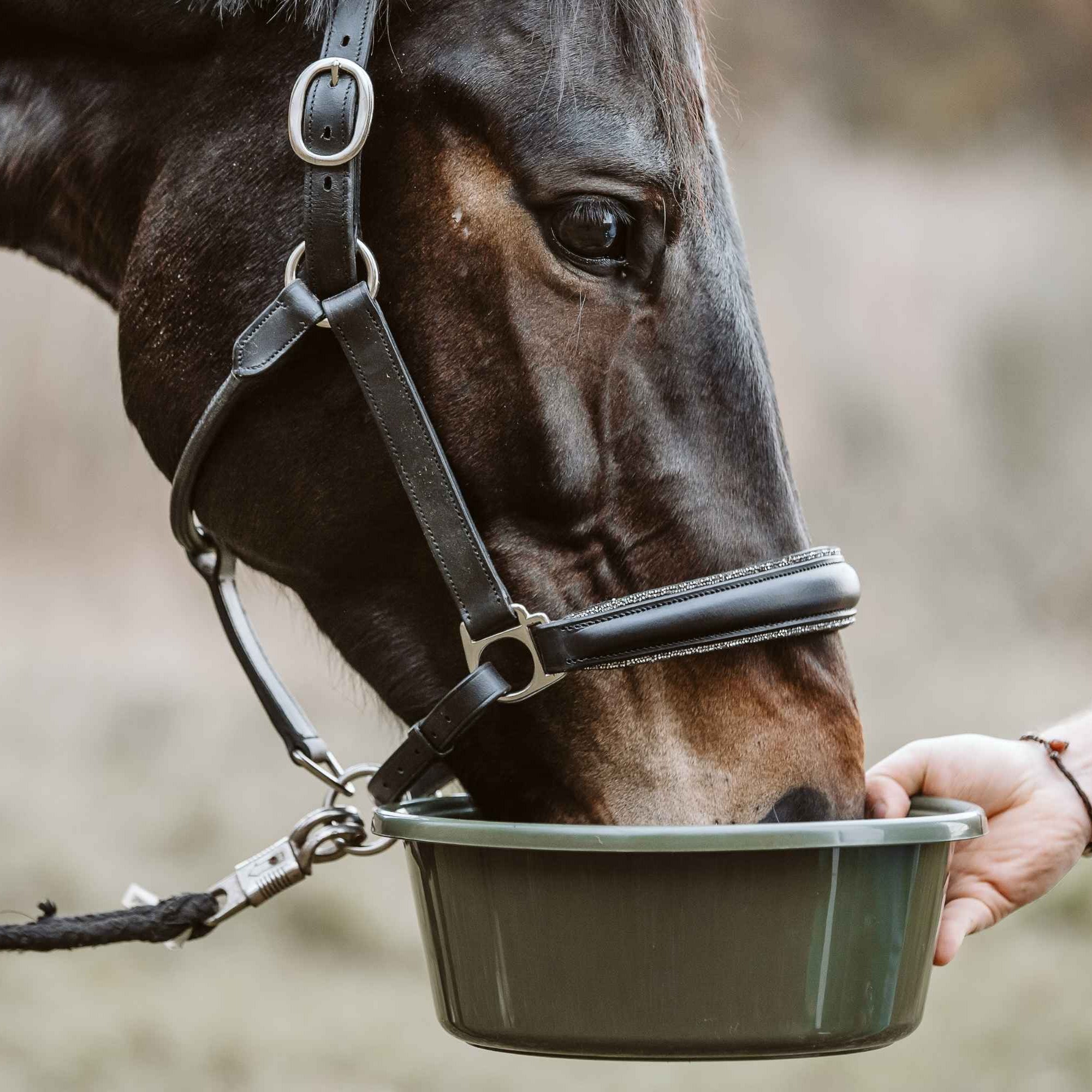 Pferd frisst Amino Horse Aminosäuren aus Schüssel