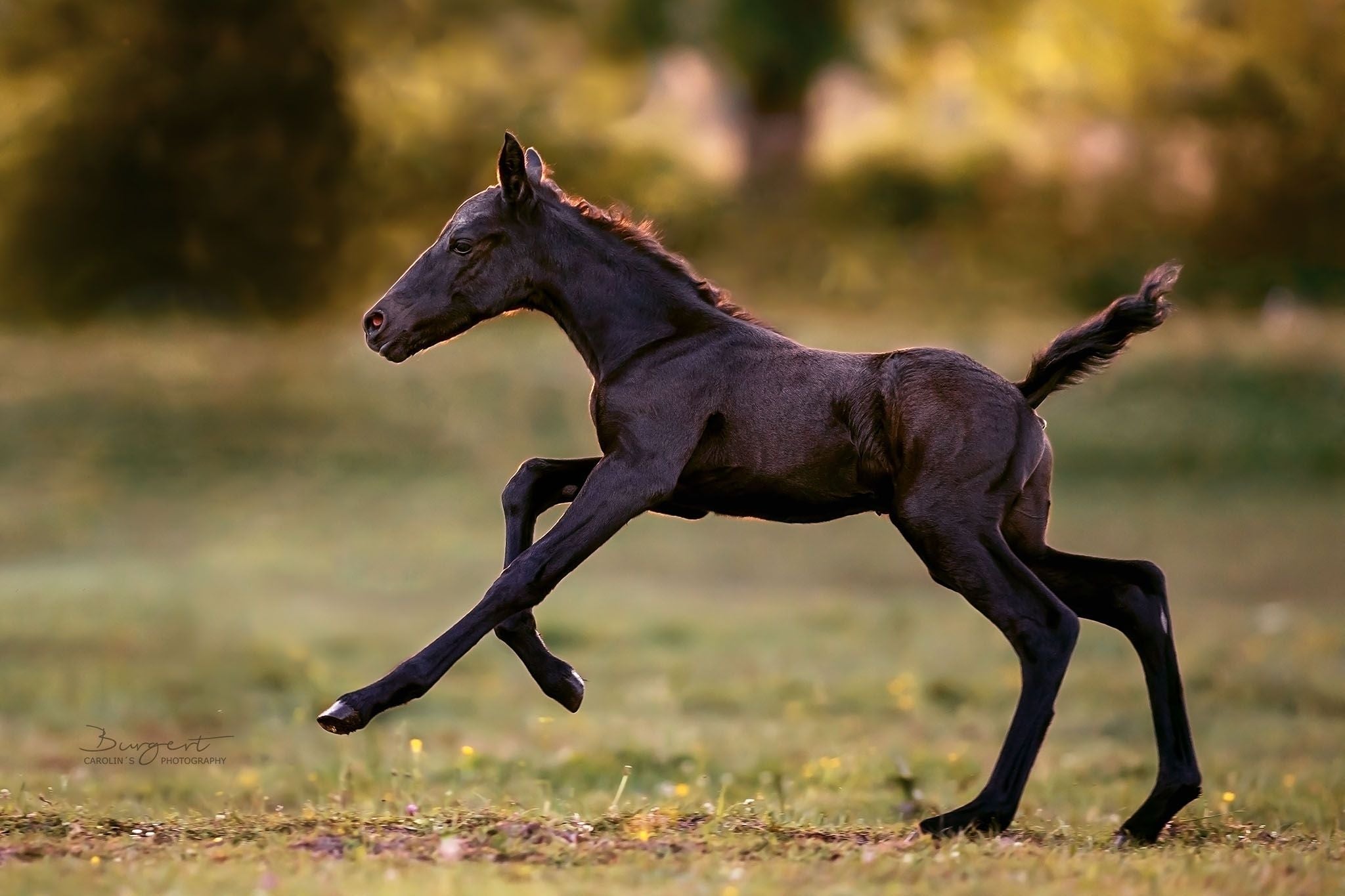 Ernährung in der Pferdezucht: Mängeln vorbeugen
