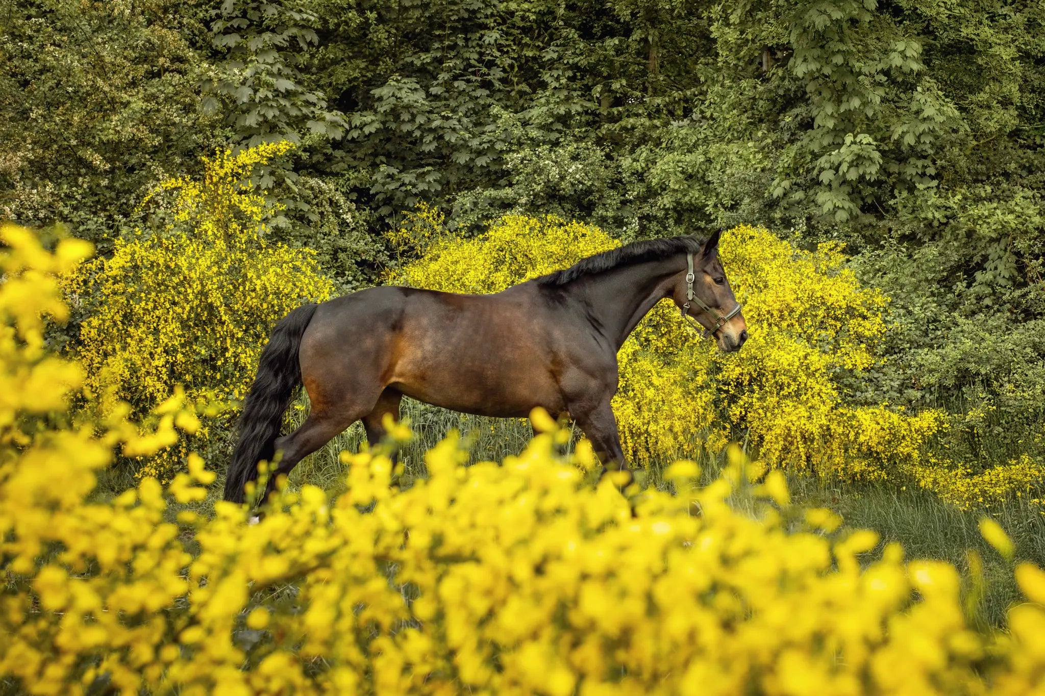 Muskelaufbau beim Pferd: Wie Training, Regeneration und Aminosäuren zusammenspielen