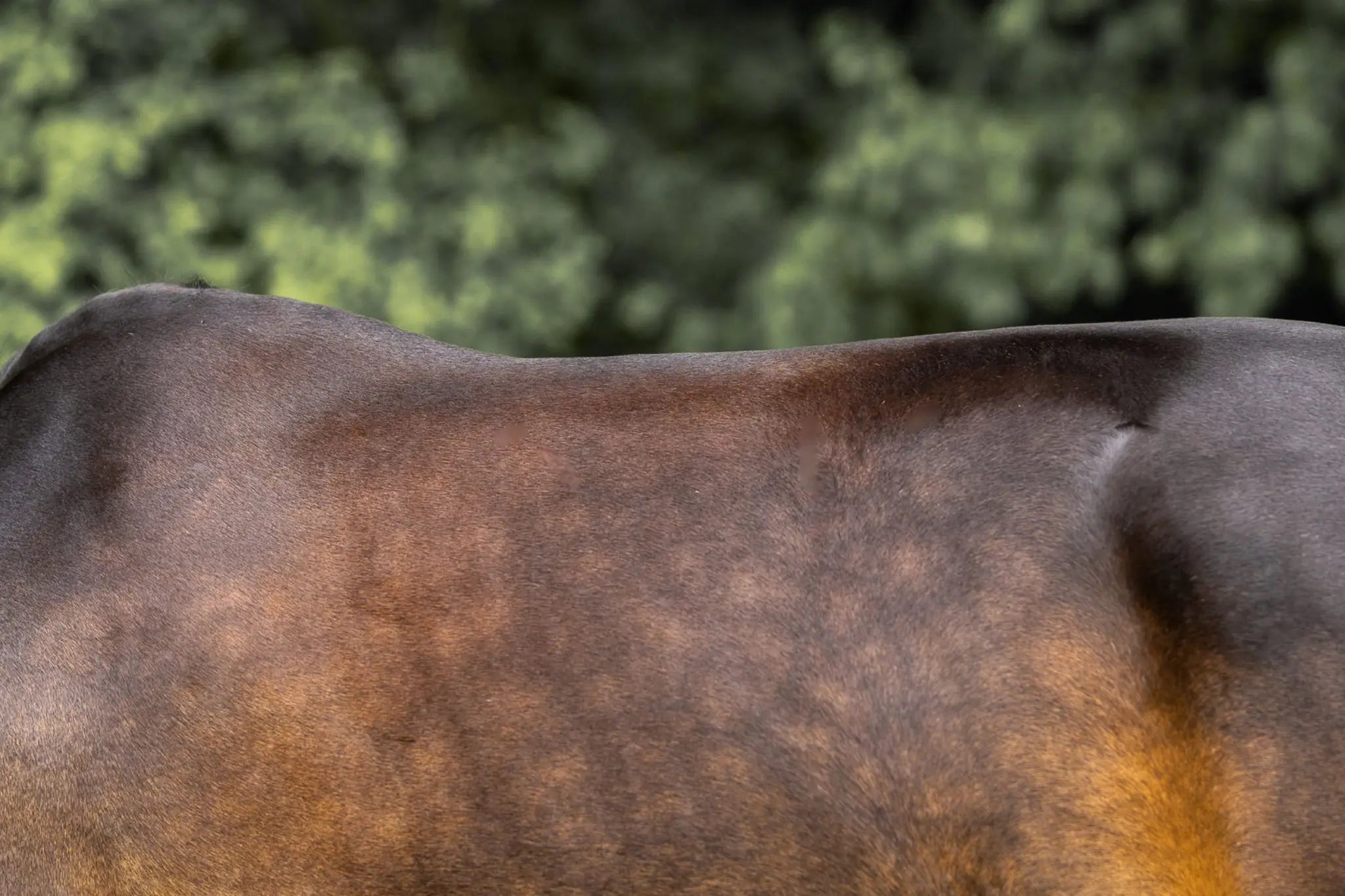 Fellwechsel beim Pferd: So wirken Aminosäuren als echter Booster