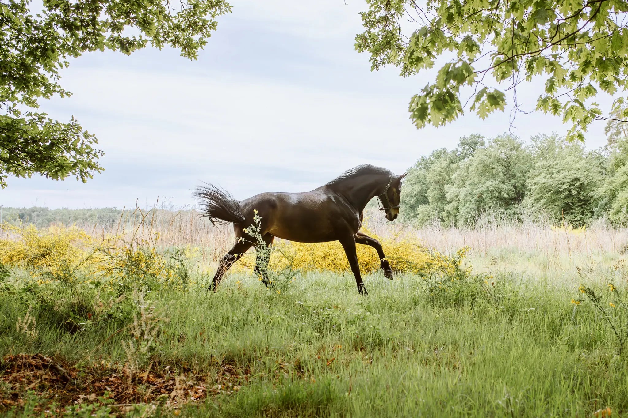 Gesundes Pferd in Bewegung