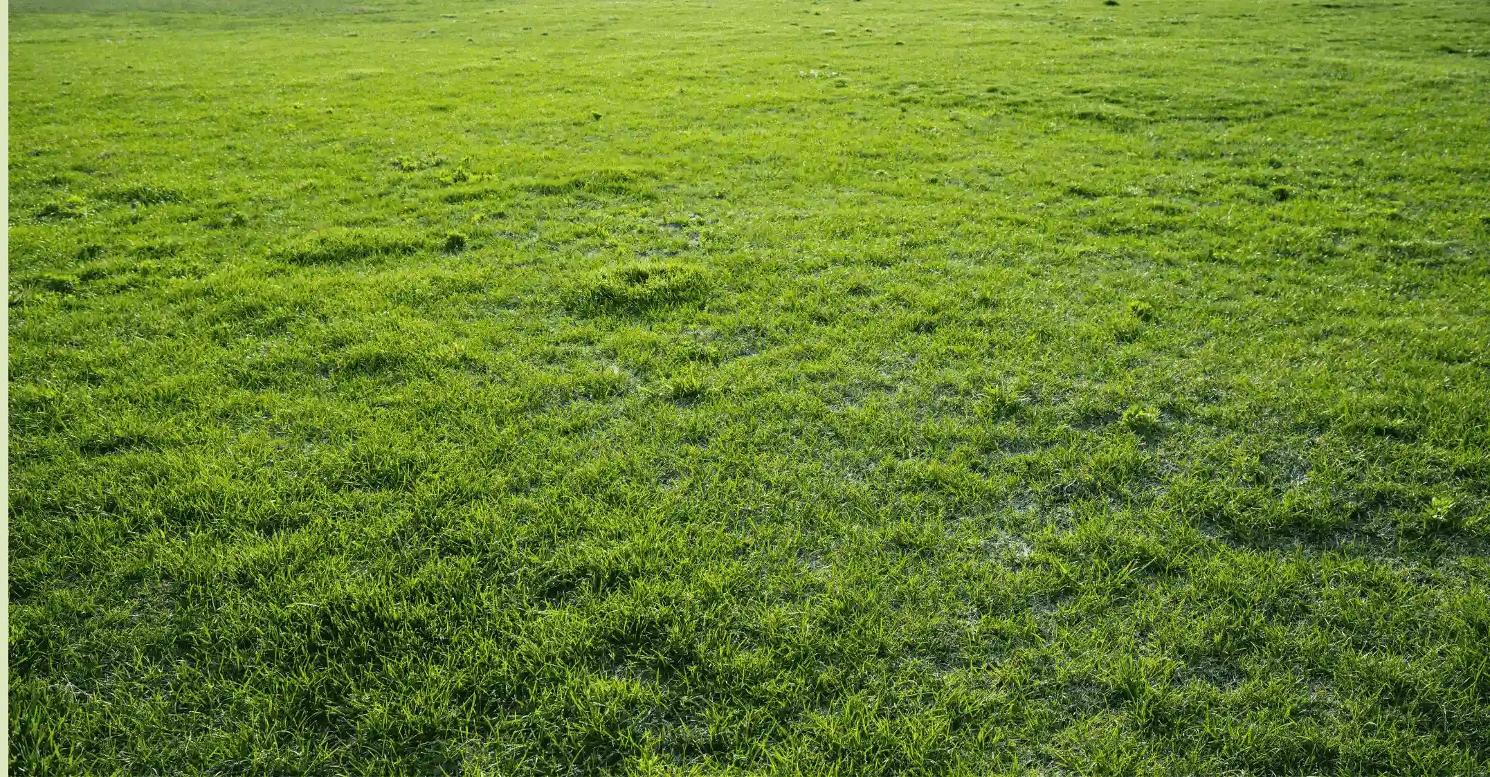Gras auf einer Weide