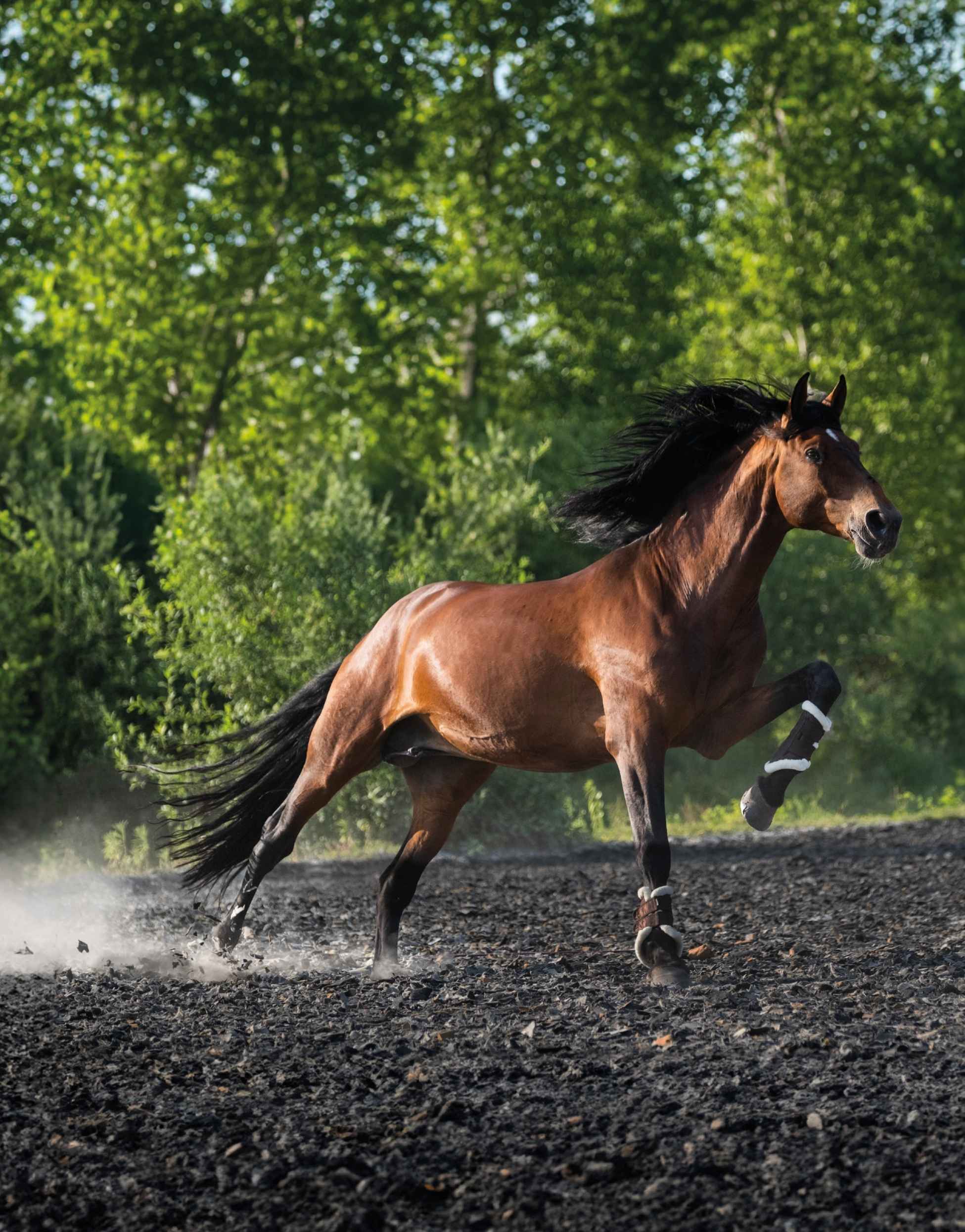 Gesundes Pferd in sportlicher Bewegung in Natur