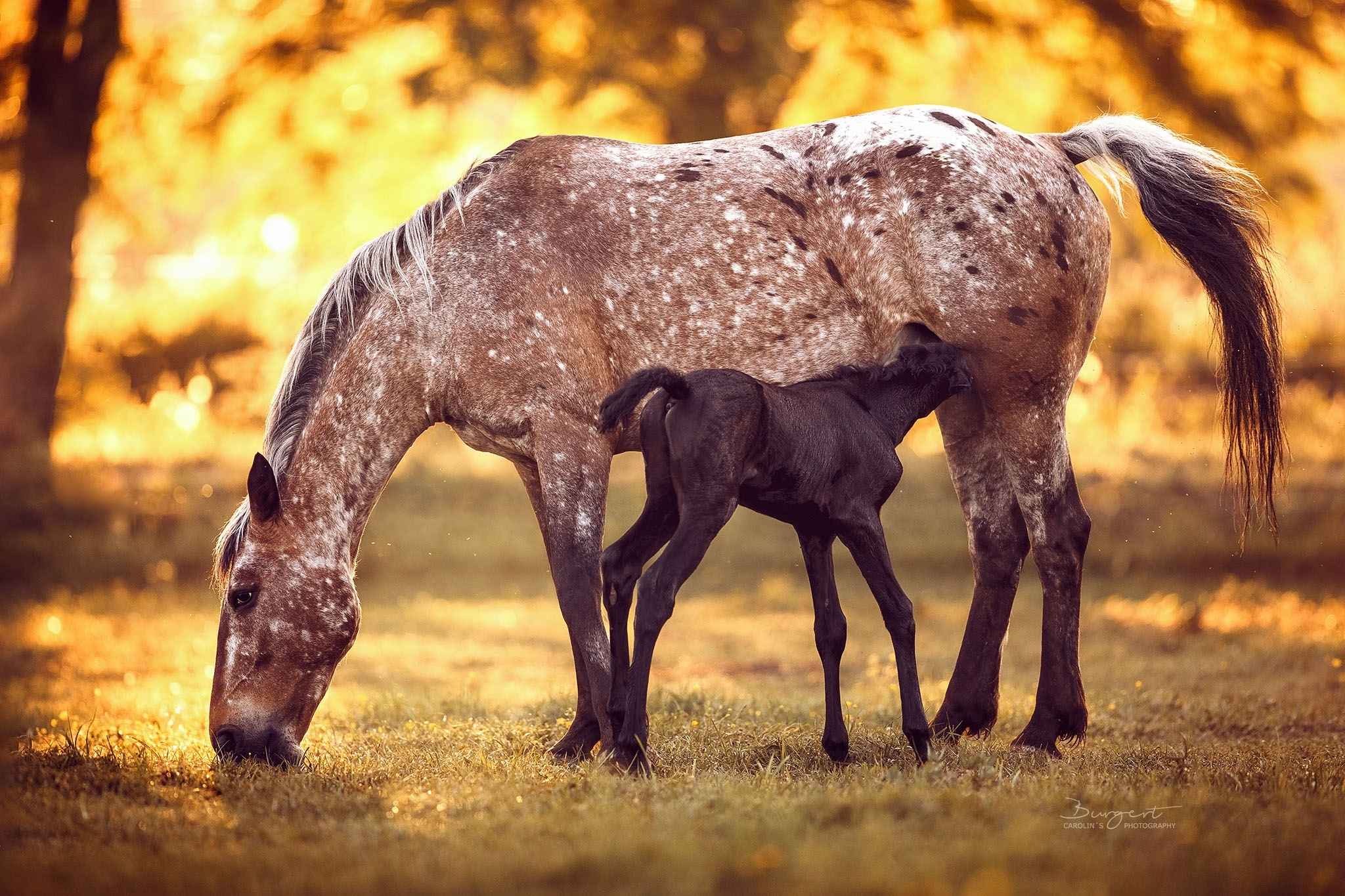Stute und Fohlen stehen auf der Weide