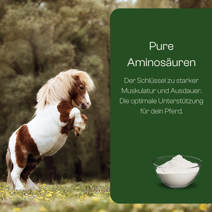 Aminosäurenmix für Pferde- 2000g Vorteilspackung