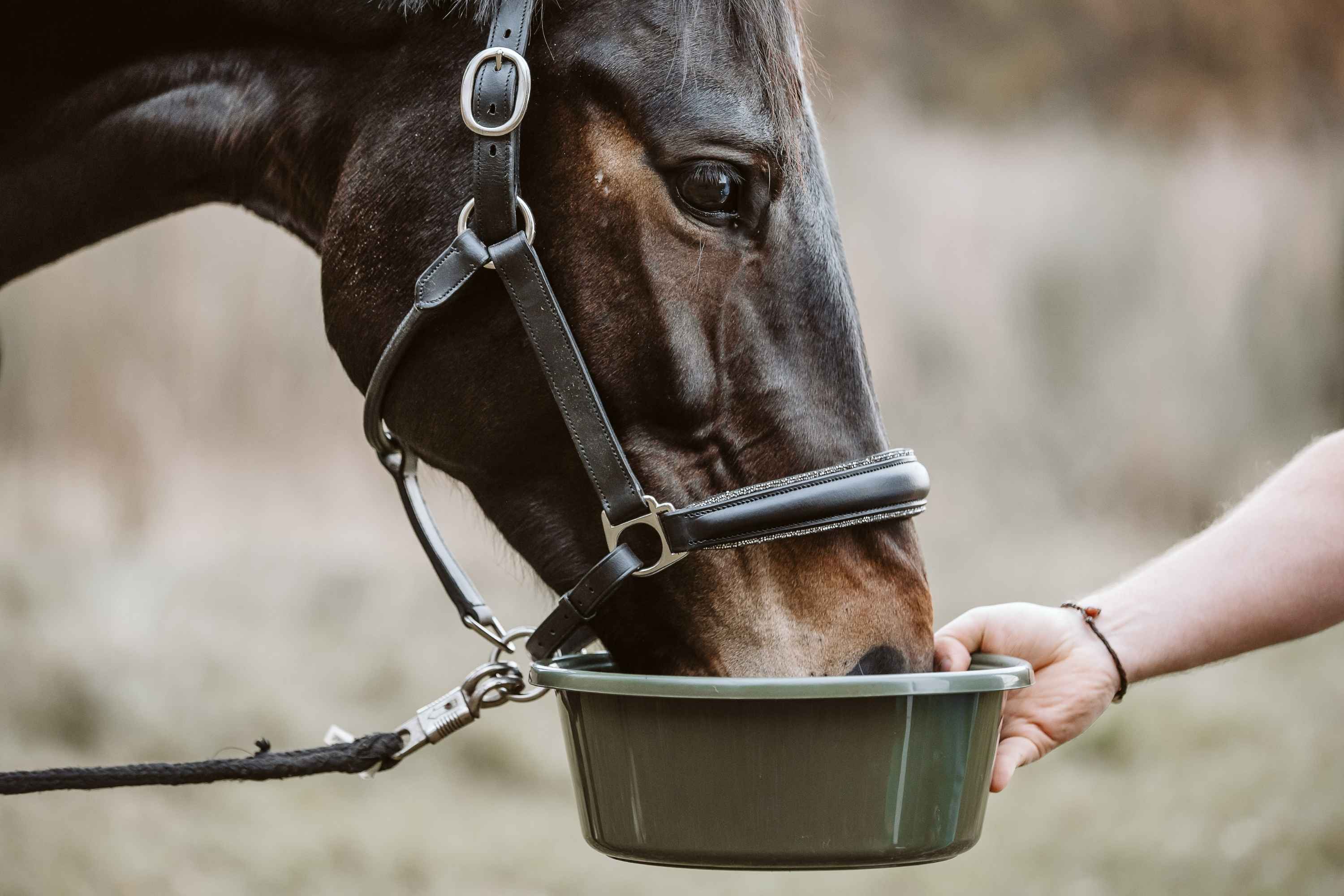 Pferd frisst Amino Horse Aminosäuren aus Schüssel